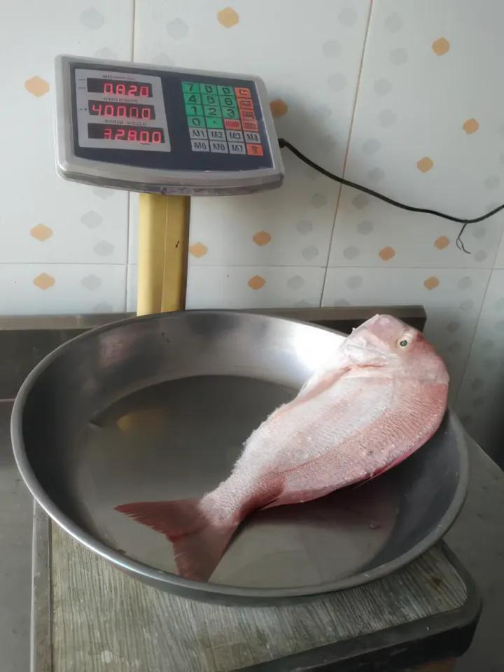 фишмаркет дахаб
