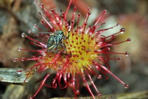 Иллюстрация взята из открытых источников интернета хищное растение росянка