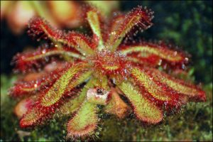 Иллюстрация взята из открытых источников интернета самые хищные растения