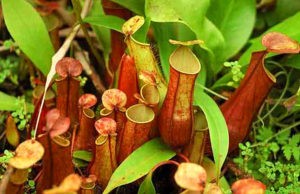 Фото взято из открытых источников интернета самые хищные растения